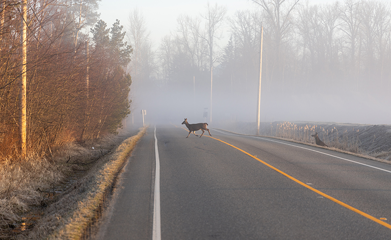 Deer crossing road during early misty morning